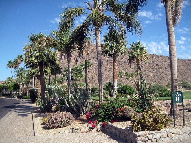 More Phoenician Landscaping